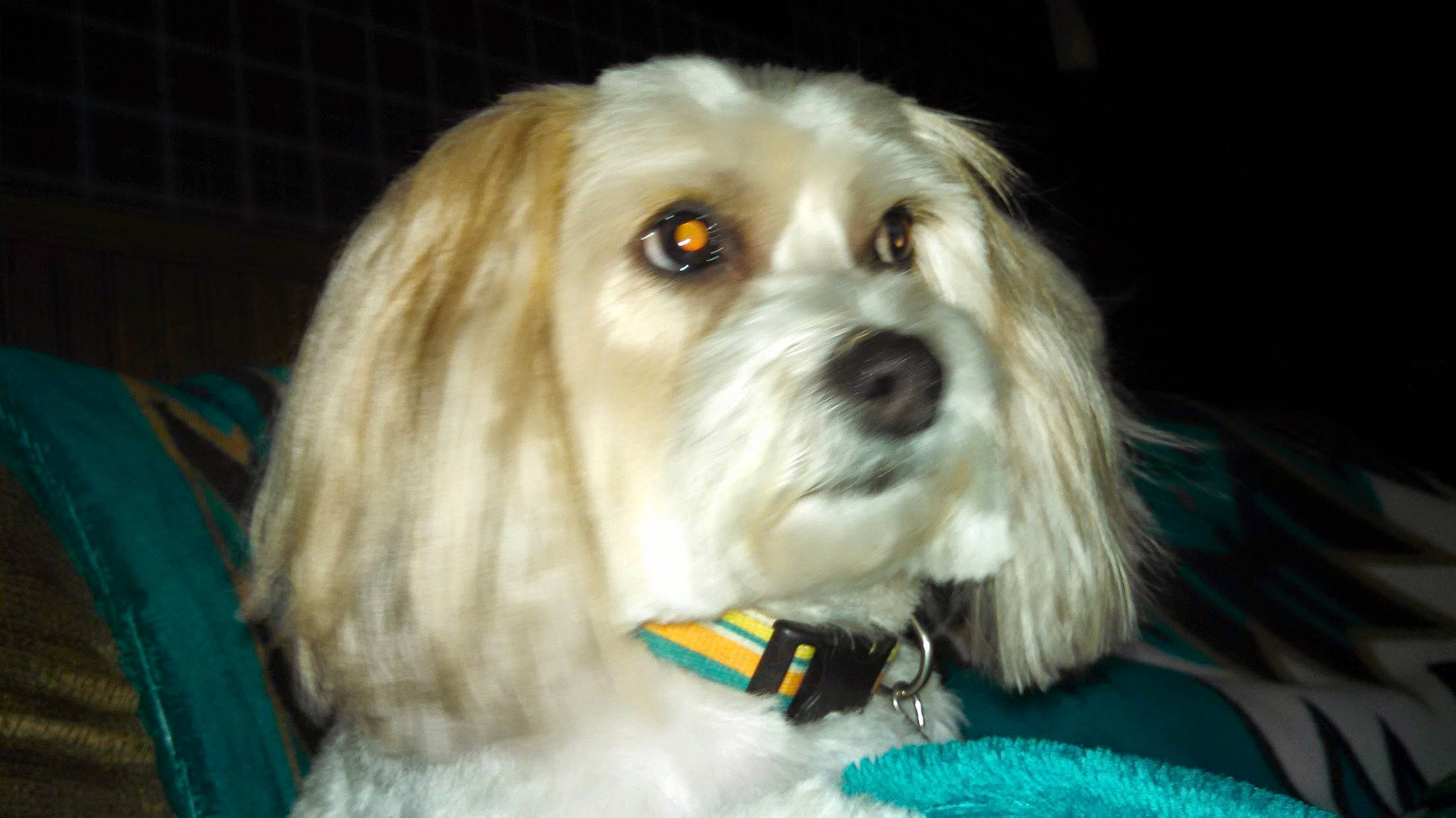 Rufus joined the competition — help win amazing prizes! canidae, carnivore, cockapoo, collar, companion_dog, dog, dog_breed, dog_collar, dog_supply, fur, maltepoo, poodle_crossbreed, small_terrier, snout, sporting_group, terrier, toy_dog, water_dog, whiskers, working_animal