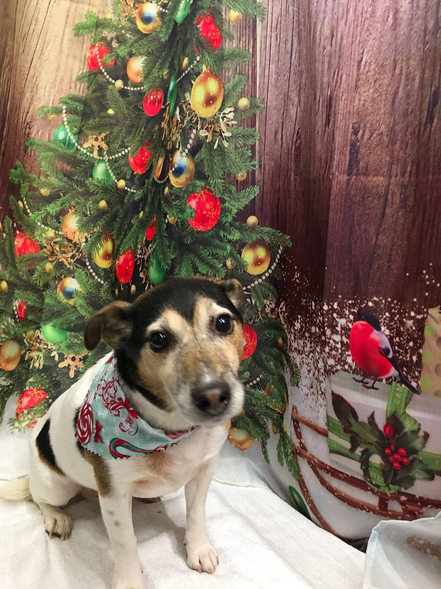 Louie is registered to the contest to win money with this photo: branch, carnivore, christmas, christmas_ornament, christmas_tree, collar, dog, dog_breed, event, evergreen, fawn, green, holiday, holiday_ornament, ornament, plant, snow, sporting_group, window, wood