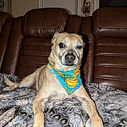 Eddie joined the competition — help win amazing prizes! dog, bandana, brown_leather_couch, blanket, indoor, pet, animal, winking, lying_down, patterned_blanket, close_up, cute, domestic, canine, fur, snout, ears, paws, relaxed, living_room