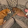 Isaiah joined the competition — help win amazing prizes! baby, dog, sleeping, couch, blanket, pets, infant, cozy, relaxing, homedecor, fur, animal, child, nap, comfort, living_room, rest, cute, peaceful, family