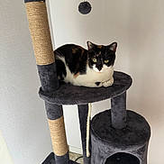 Mini participe au concours pour gagner de l'argent avec cette photo : animal, calico, cat, cat_tree, ears, feline, floor, fur, green_eyes, household, indoor, looking, perched, pet, plush, resting, sisal_rope, toy, wall, whiskers