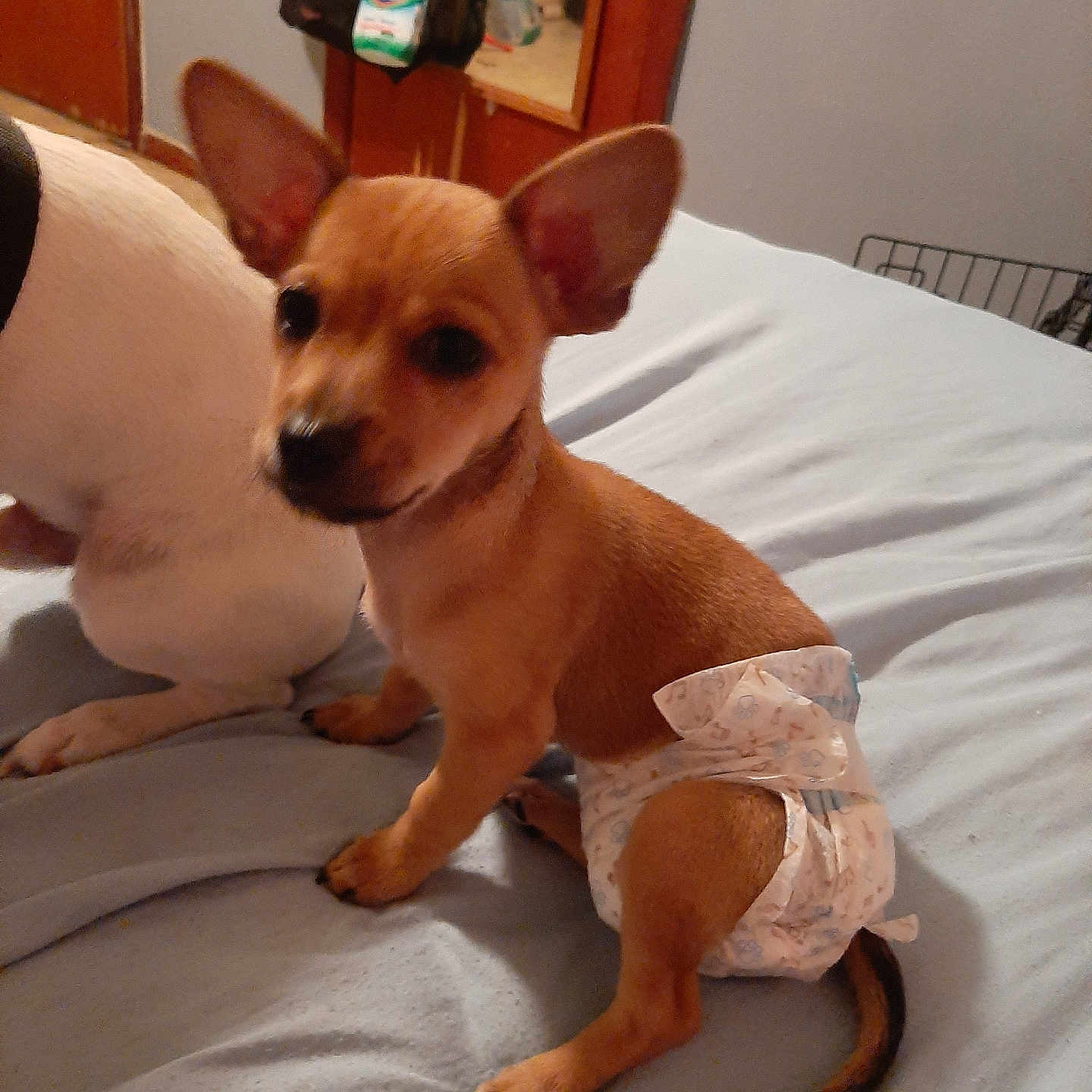 Maggie May is registered to the contest to win money with this photo: accessories, animal, bag, bed, bedroom, canine, chihuahua, dog, furniture, handbag, homedecor, hound, indoors, linen, pet, plywood, puppy, room, strap, wood