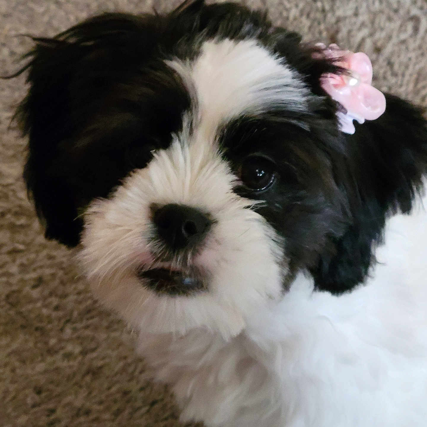 Ziggy is registered to the contest to win money with this photo: affenpinscher, animal, bulldog, canine, cockerspaniel, dog, flower, geranium, papillon, pet, plant, poodle, puppy, terrier, whitedog