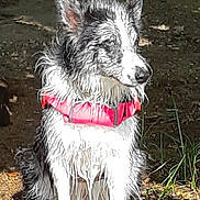 Nouska a rejoint le concours — aidez-le/la à gagner de superbes lots ! dog, pet, canine, sitting, outdoors, forest, woodland, grass, nature, animal, wet_fur, shaggy_fur, long_hair, pink_collar, collar, standing_ground, sunlight, dirt, portrait, cute