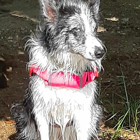 Nouska a rejoint le concours — aidez-le/la à gagner de superbes lots ! dog, pet, canine, sitting, outdoors, forest, woodland, grass, nature, animal, wet_fur, shaggy_fur, long_hair, pink_collar, collar, standing_ground, sunlight, dirt, portrait, cute