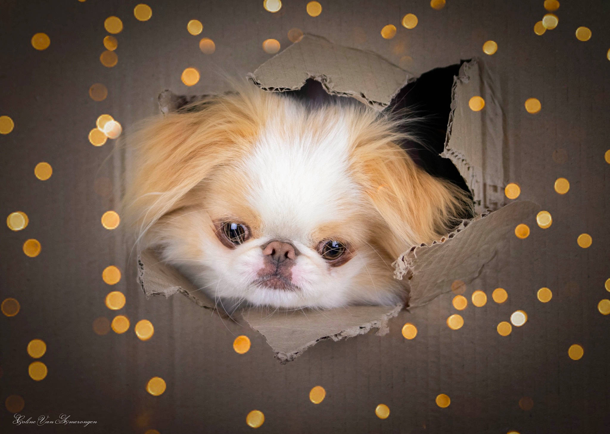 Roudoudou participe au concours pour gagner de l'argent avec cette photo : brown, canidae, carnivore, companion_dog, dog, dog_breed, fawn, liver, mammal, non_sporting_group, pekingese, polka_dot, puppy, small_terrier, snout, toy_dog, vertebrate, wallpaper, whiskers, working_animal