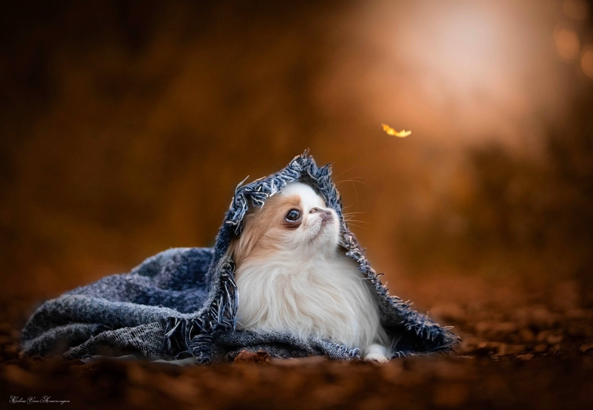 Roudoudou participe au concours pour gagner de l'argent avec cette photo : curious, flash_photography, macro_photography, wildlife