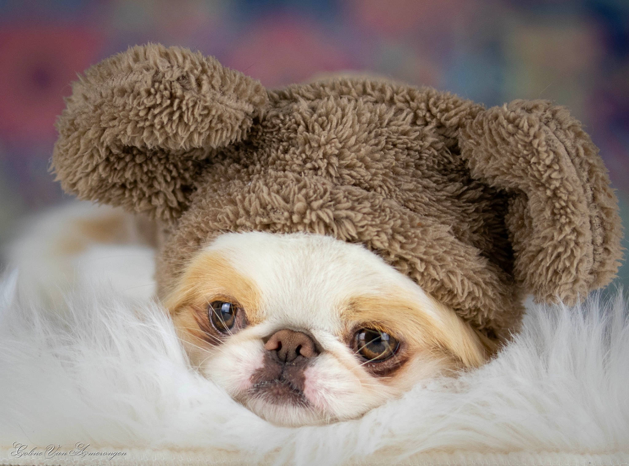 Roudoudou participe au concours pour gagner de l'argent avec cette photo : beige, canidae, carnivore, companion_dog, dog, dog_breed, fawn, fur, natural_material, pug, puppy, snout, sporting_group, stuffed_toy, teddy_bear, terrestrial_animal, toy, toy_dog, vertebrate, working_animal