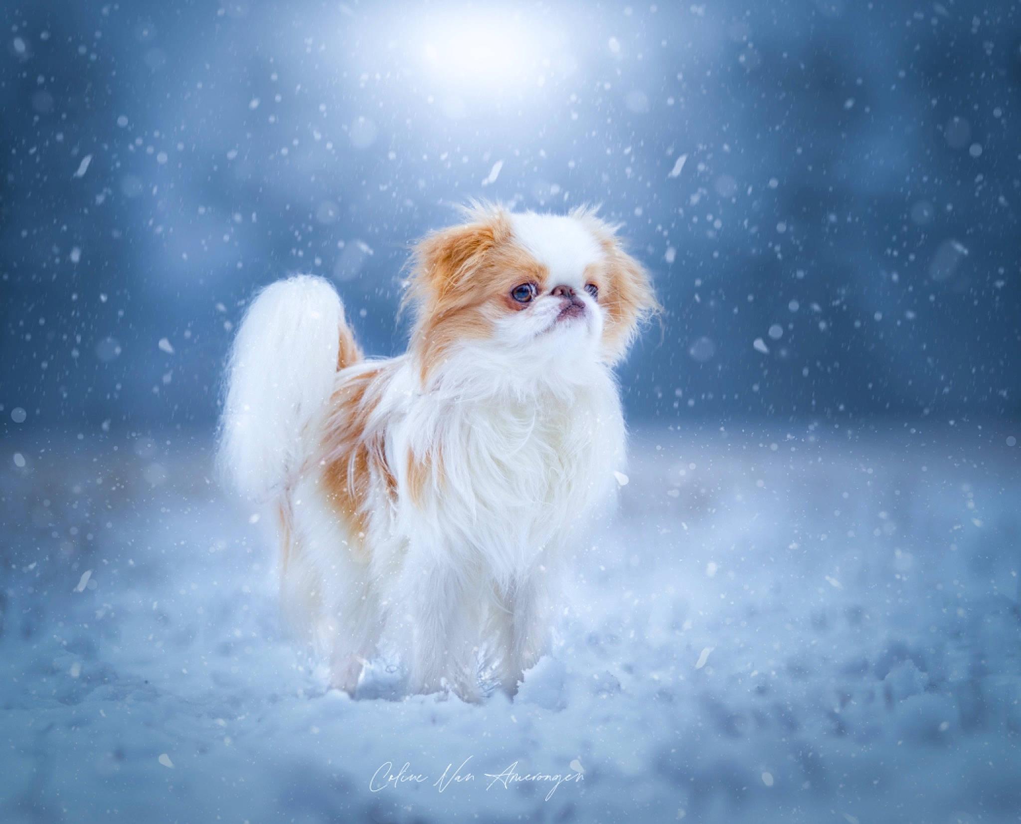Roudoudou participe au concours pour gagner de l'argent avec cette photo : ancient_dog_breeds, canidae, carnivore, companion_dog, dog, dog_breed, fawn, fur, liver, non_sporting_group, puppy, snout, sporting_group, toy_dog, vertebrate, working_animal