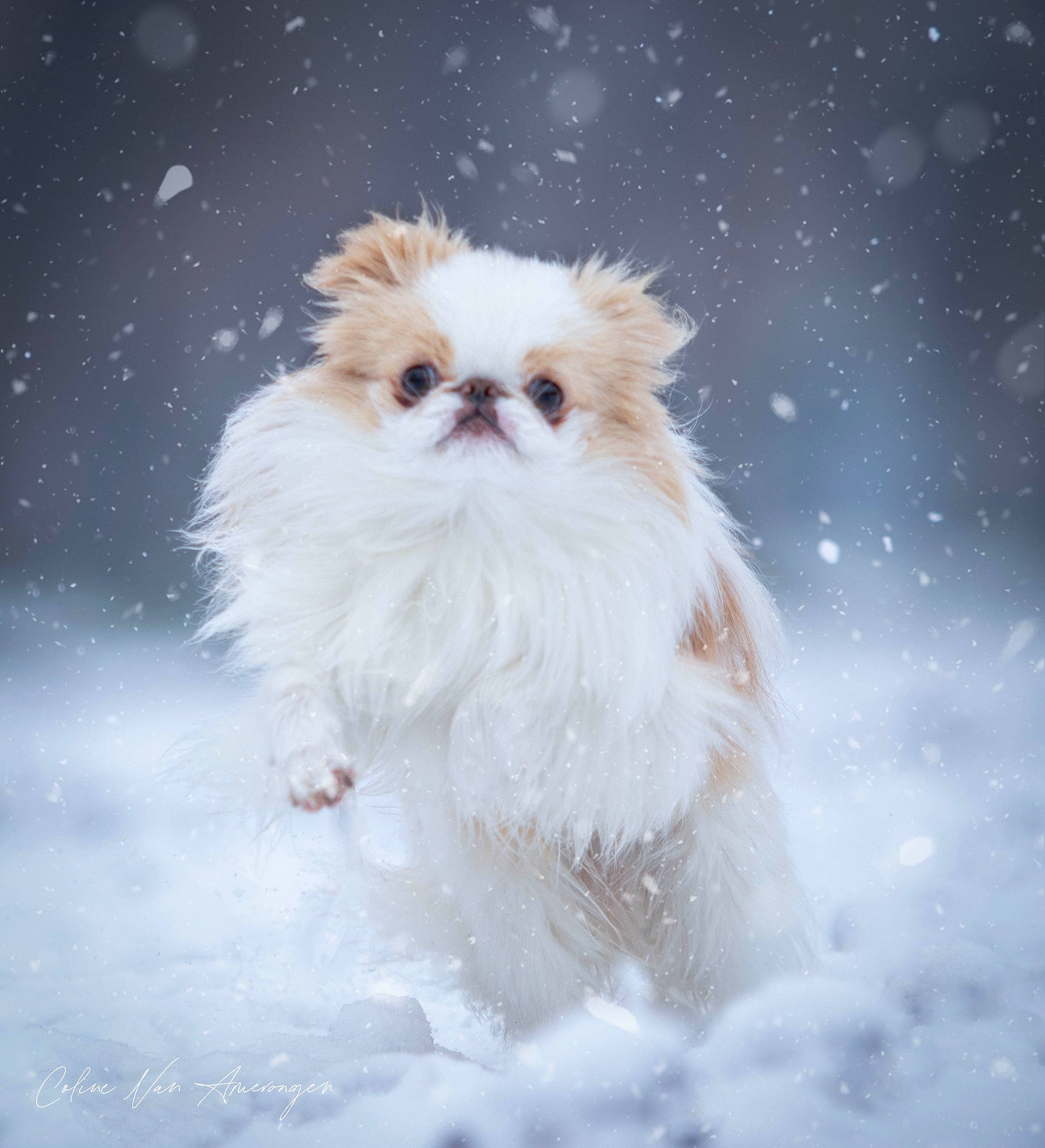 Roudoudou participe au concours pour gagner de l'argent avec cette photo : astronomical_object, canidae, carnivore, companion_dog, dog, dog_breed, fawn, fur, liver, non_sporting_group, puppy, snout, space, sporting_group, star, toy_dog, whiskers, working_animal