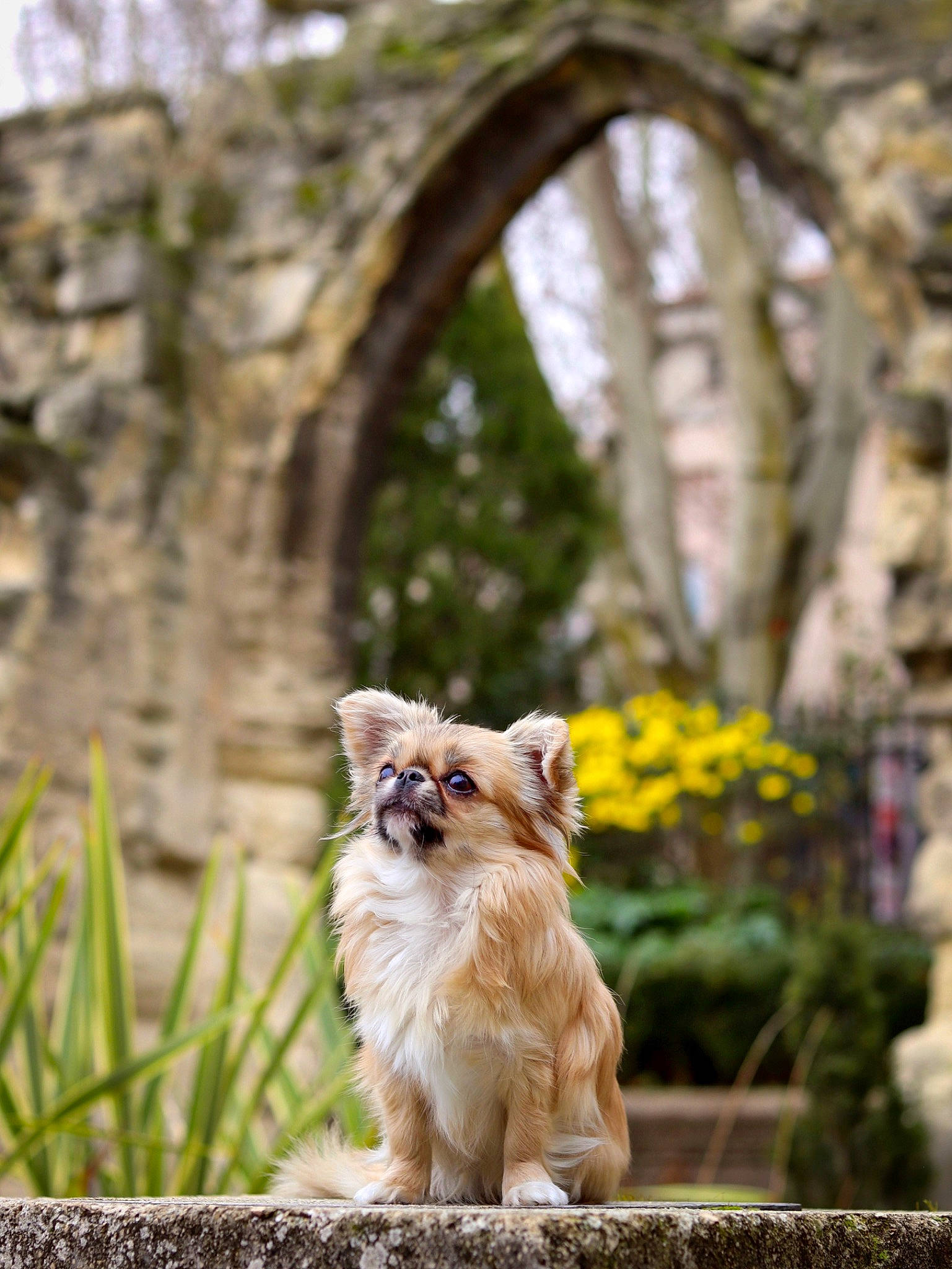 Pamplune a rejoint le concours — aidez-le/la à gagner de superbes lots ! australian_shepherd, canidae, carnivore, companion_dog, dog, dog_breed, fawn, mammal, plant, pomeranian, puppy, sporting_group, spring, tibetan_spaniel, toy_dog, vertebrate