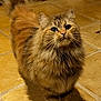 animal, brown, cat, curious, cute, domestic, feline, floor, fluffy, friendly, indoor, long_hair, looking_up, mammal, pet, small, soft, tail, tile, whiskers