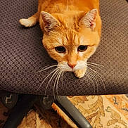 Miss Tea joined the competition — help win amazing prizes! cat, orange_cat, tabby, chair, office_chair, whiskers, carpet, patterned_rug, wood_paneling, indoor, pet, feline, fur, curious, resting, domestic_animal, animal, close_up, sitting, cozy