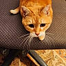 cat, orange_cat, tabby, chair, office_chair, whiskers, carpet, patterned_rug, wood_paneling, indoor, pet, feline, fur, curious, resting, domestic_animal, animal, close_up, sitting, cozy
