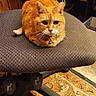 cat, orange_tabby, chair, office_chair, collar, bell, wood_paneling, rug, carpet, cables, computer, desk, indoor, pet, feline, floor, furniture, looking_at_camera, sitting, cozy