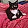 Celeste Mittens