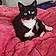Celeste Mittens