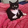 cat, tuxedo_cat, black_and_white, pet, animal, indoor, blanket, pink, cozy, resting, feline, cute, fur, whiskers, green_eyes, domestic_cat, soft, comfortable, relaxed, bed
