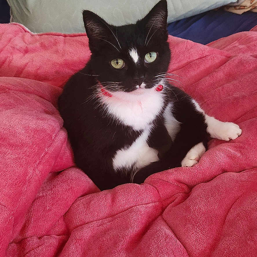 Celeste Mittens