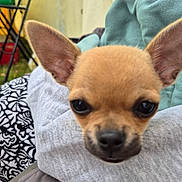 Pépito a rejoint le concours — aidez-le/la à gagner de superbes lots ! animal, background_blur, black_nose, blanket, brown, chihuahua, close_up, cute, dog, ears, fabric, face, fur, gray, outdoor, pet, puppy, resting, small, young