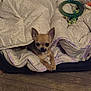 Pépito a rejoint le concours — aidez-le/la à gagner de superbes lots ! animal, blanket, brown_dog, chihuahua, comfort, cozy, cute, dog, dog_bed, ears, fur, home, indoor, looking, paws, pet, resting, small_dog, toy, wooden_floor
