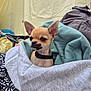 Pépito a rejoint le concours — aidez-le/la à gagner de superbes lots ! black_collar, blanket, chihuahua, collar, cozy, curious, cute, dog, ears, fabric, indoor, jacket, light_brown, person, pet, puppy, seated, small_dog, tent, wrapped