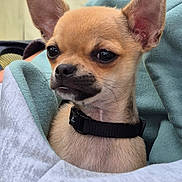 Pépito a rejoint le concours — aidez-le/la à gagner de superbes lots ! chihuahua, puppy, dog, pet, small_dog, blanket, wrapped, ears, cute, fur, collar, snout, indoors, closeup, animal, mammal, young, soft, cozy, portrait