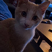 Simba a rejoint le concours — aidez-le/la à gagner de superbes lots ! cat, orange_cat, white_cat, pet, indoor, curious, animal, feline, sitting, close_up, whiskers, ears, face, eyes, fur, domestic_cat, household, cozy, curtains, furniture