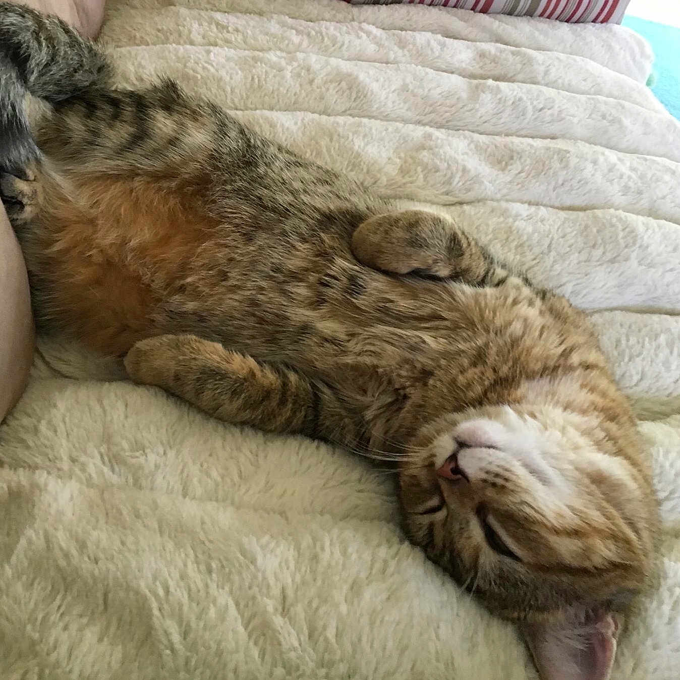 Bella joined the competition — help win amazing prizes! canidae, carnivore, cat, dog_breed, european_shorthair, felidae, fur, irish_wolfhound, nap, sleep, small_to_medium_sized_cats, tail