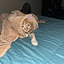 Coley is registered to the contest to win money with this photo: animal, bed, blue_bedspread, cat, collar, cozy, cute, domestic_cat, feline, fur, indoor, orange_cat, paw, pet, relaxed, resting, stretching, tabby, towel, white_paw
