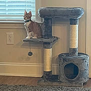 Coley is registered to the contest to win money with this photo: carpet, cat, cat_tree, collar, cozy, curious, domestic, feline, floor, gray, home, indoor, looking_out, orange_cat, outlet, perched, pet, toy_ball, wall, window