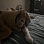 Coley joined the competition — help win amazing prizes! animal, bed, blanket, cat, comfort, cozy, feline, fur, home, indoor, orange_tabby, paw, pet, quiet, relaxed, resting, sleepy, soft, stretching, towel