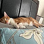 bed, cat, closeup, comfort, cozy, domestic_animal, feline, floral_pattern, fur, headboard, horizontal, indoor, orange_cat, pet, pillow, relaxation, resting, sleepy, whiskers, white_cat