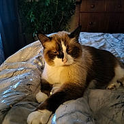 Jinx is registered to the contest to win money with this photo: cat, fluffy, bed, blanket, marble_pattern, indoor, feline, relaxed, resting, white_paws, brown_fur, black_ears, plant, wooden_dresser, natural_light, window_light, cozy, home, pet, animal