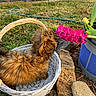 Forever joined the competition — help win amazing prizes! puppy, dog, basket, flower, pink_flower, plant_pot, grass, outdoor, garden, stone, wicker, curious, fur, pet, nature, sunlight, greenery, closeup, small_dog, brown_fur