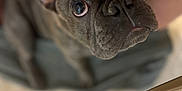 Stitch is registered to the contest to win money with this photo: dog, french_bulldog, pet, close_up, animal, cute, indoor, looking_up, face, ears, nose, whiskers, fur, blanket, floor, tile, chair_leg, expression, domestic_animal, companion