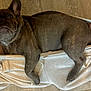 dog, french_bulldog, brindle, pet, indoor, floor, tile, clothing, sweatpants, relaxed, resting, paw, snug, cozy, companion, animal, cute, domestic_animal, canine, portrait