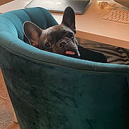 Stitch joined the competition — help win amazing prizes! dog, french_bulldog, chair, velvet, teal, tongue, pet, indoor, office, desk, laptop, keyboard, window, carpet, cute, animal, looking, ears, face, home