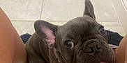 Stitch joined the competition — help win amazing prizes! animal, brown, close_up, companion, curious, cute, dog, domestic_animal, ears, face, floor, french_bulldog, indoor, looking_up, person_legs, pet, sitting, snout, tile, whiskers