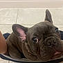 Stitch joined the competition — help win amazing prizes! dog, french_bulldog, pet, floor, tile, animal, looking_up, ears, face, close_up, cute, companion, domestic_animal, brown, snout, whiskers, person_legs, indoor, curious, sitting