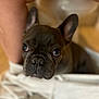 Stitch is registered to the contest to win money with this photo: dog, french_bulldog, pet, animal, legs, white_pants, floor, curious, closeup, indoor, brown, ears, face, nostrils, eyes, snout, fur, looking_up, human, pants