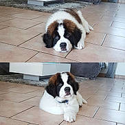 Oneal participe au concours pour gagner de l'argent avec cette photo : carnivoran, dog, dog_breed, dog_breed_group, dog_like_mammal, fur, moscow_watchdog, snout, st_bernard