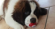 Oneal a rejoint le concours — aidez-le/la à gagner de superbes lots ! carnivoran, dog, dog_breed, dog_breed_group, dog_like_mammal, fur, landseer, moscow_watchdog, puppy, snout, st_bernard