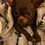 animal, blanket, brown_fur, chihuahua, comfort, companion, cozy, cute, dog, ears, face, fur_texture, indoor, looking_up, paws, pet, resting, small_dog, snug, soft