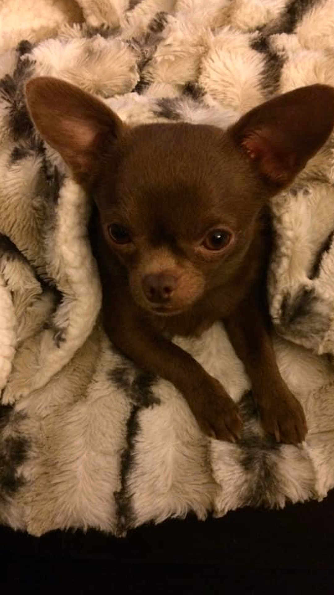 Cocoa