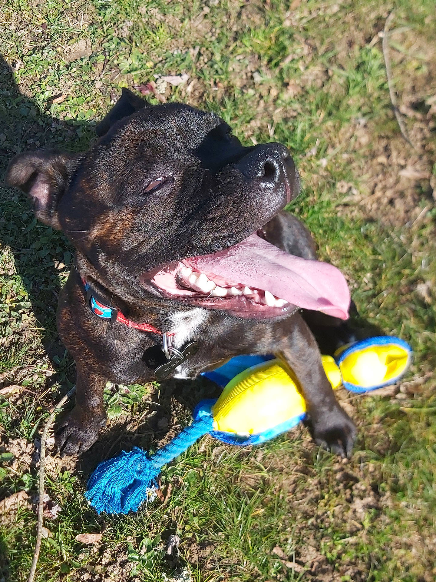 Odin a rejoint le concours — aidez-le/la à gagner de superbes lots ! animal, black_coat, canine, closeup, collar, cute, daytime, dog, friendly, grass, happy, nature, outdoor, panting, pet, playing, summer, sunlight, tongue_out, toy