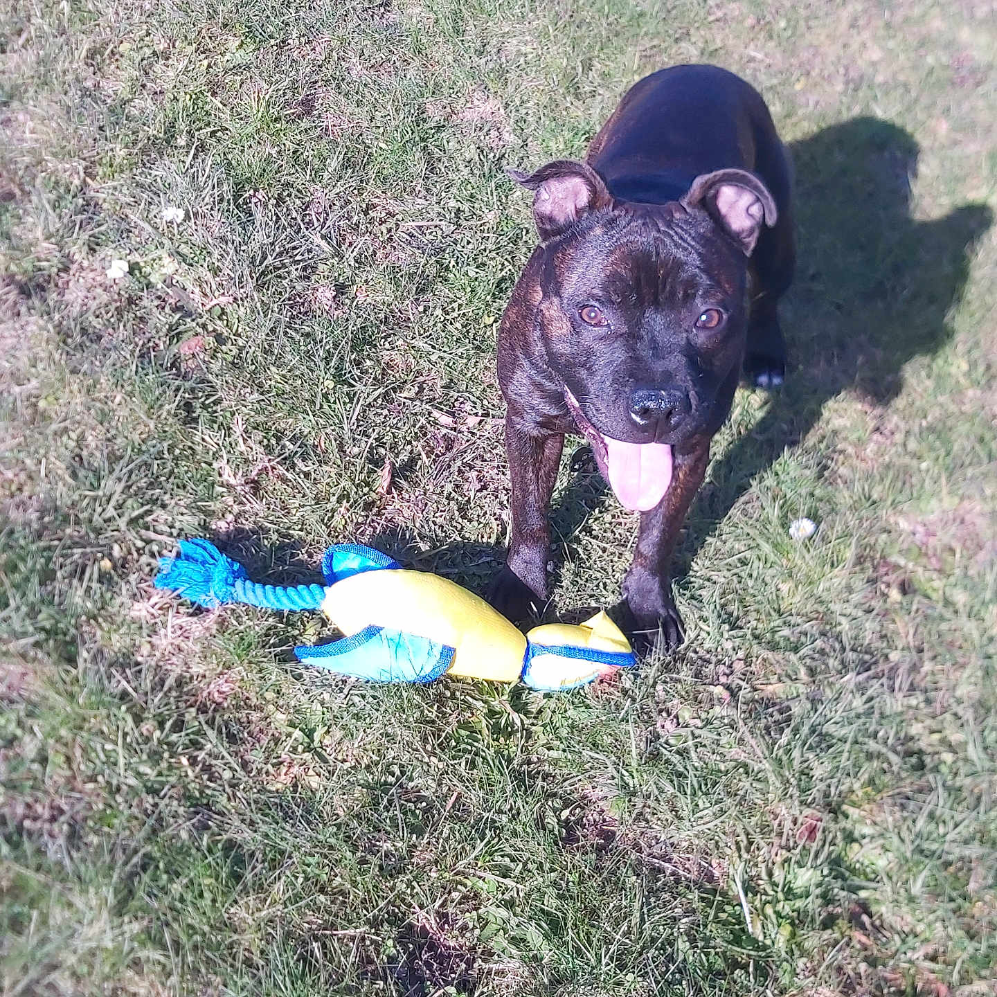 Odin a rejoint le concours — aidez-le/la à gagner de superbes lots ! animal, black_dog, canine, daylight, dog, ears, field, fur, grass, happy, mammal, nature, outdoor, pet, playful, rope_toy, shadow, sunlight, tongue_out, toy