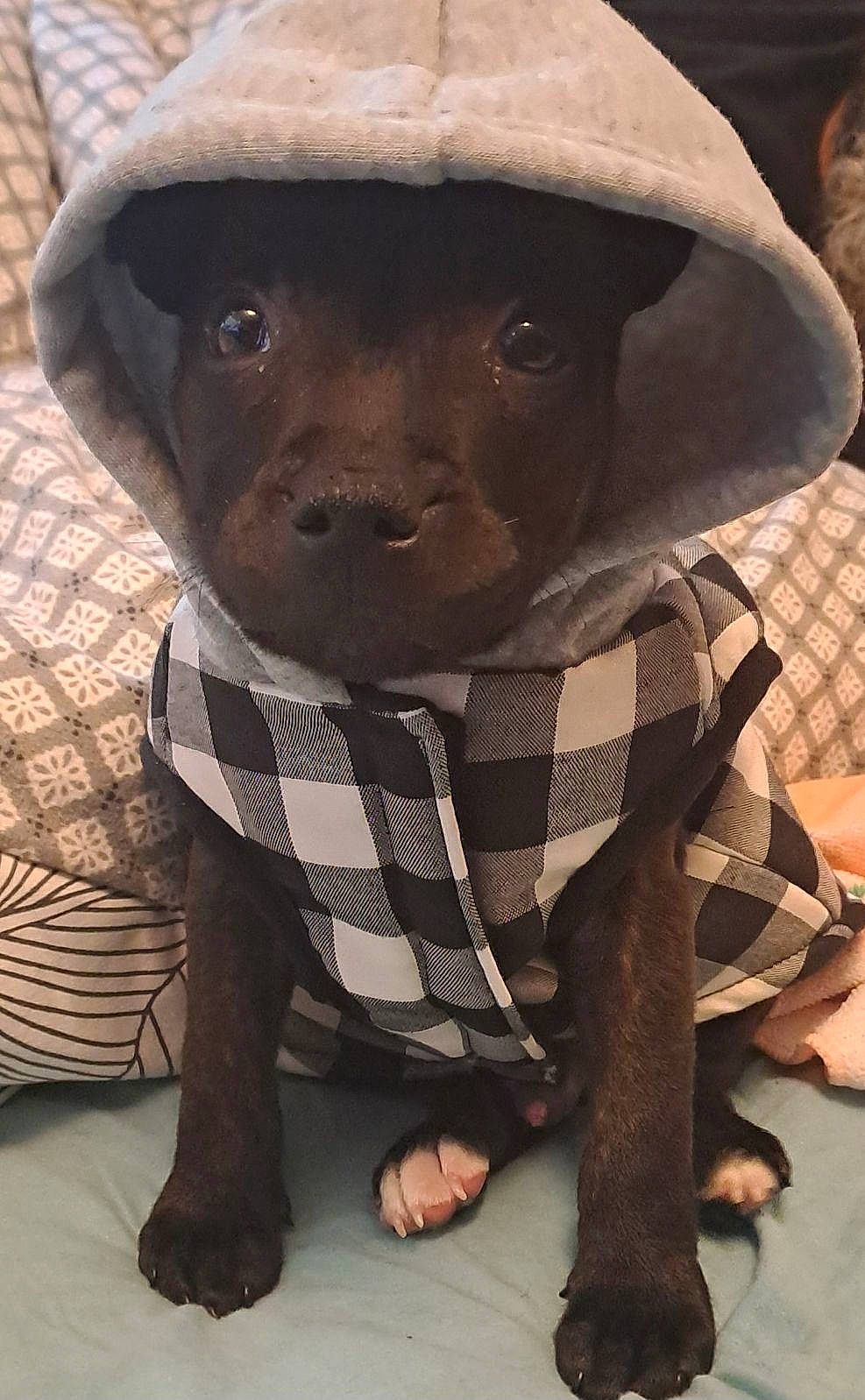 animal, bed, black_dog, canine, clothing, cozy, cute, dog, domestic_animal, front_paws, fur, hoodie, indoors, jacket, looking_up, pet, pillow, puppy, sitting, young_dog