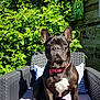 animal, backyard, black_dog, chair, collar, cushion, cute, dog, french_bulldog, furniture, greenery, leisure, nature, outdoor, pet, portrait, relaxation, sitting, sunlight, white_patch
