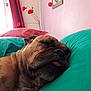 Arnold participe au concours pour gagner de l'argent avec cette photo : dog, sleeping, pillow, indoor, pet, resting, brown_dog, close_up, face, tongue_out, cozy, couch, curtain, plant, flower, pink_wall, relaxed, domestic_animal, animal, portrait